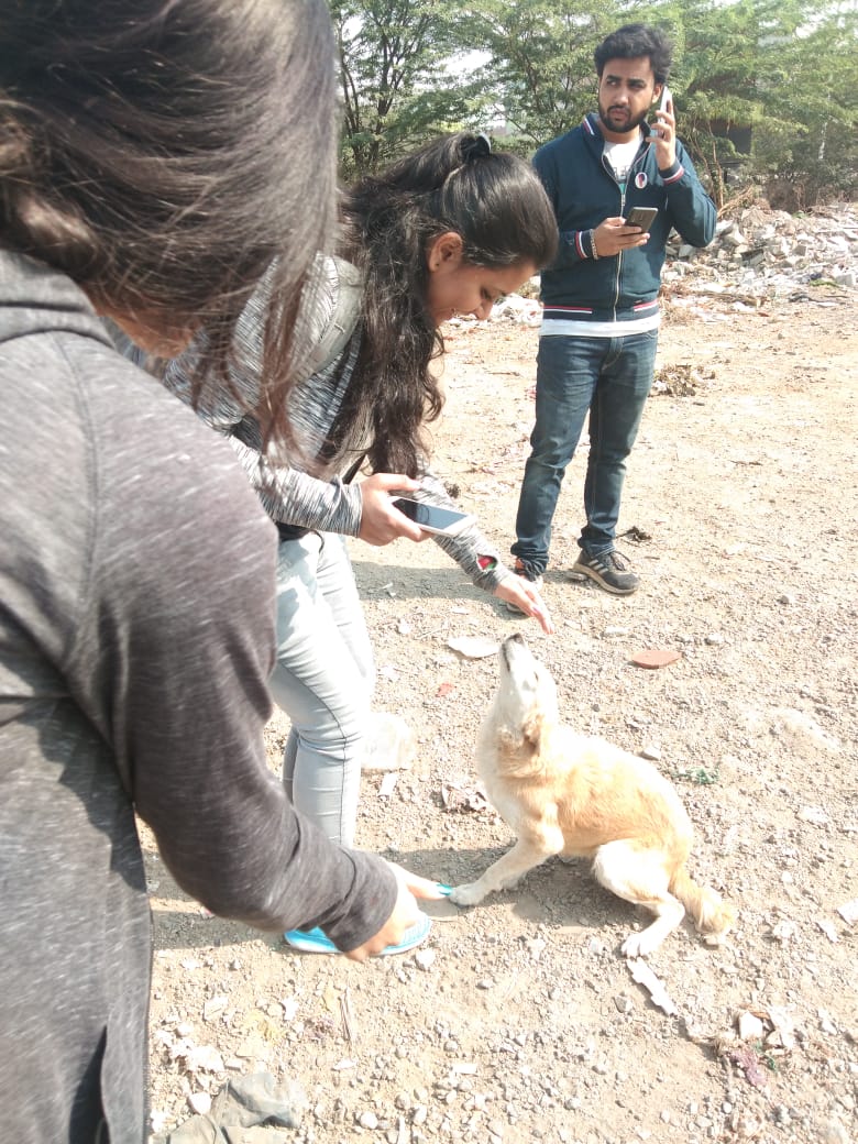 Collaring and Feeding